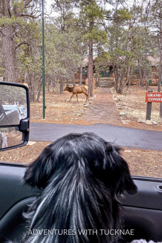 Cap, the blue merle mini Aussie, looking out the car window at an elk near the Grand Canyon Conservancy at Grand Canyon National Park.