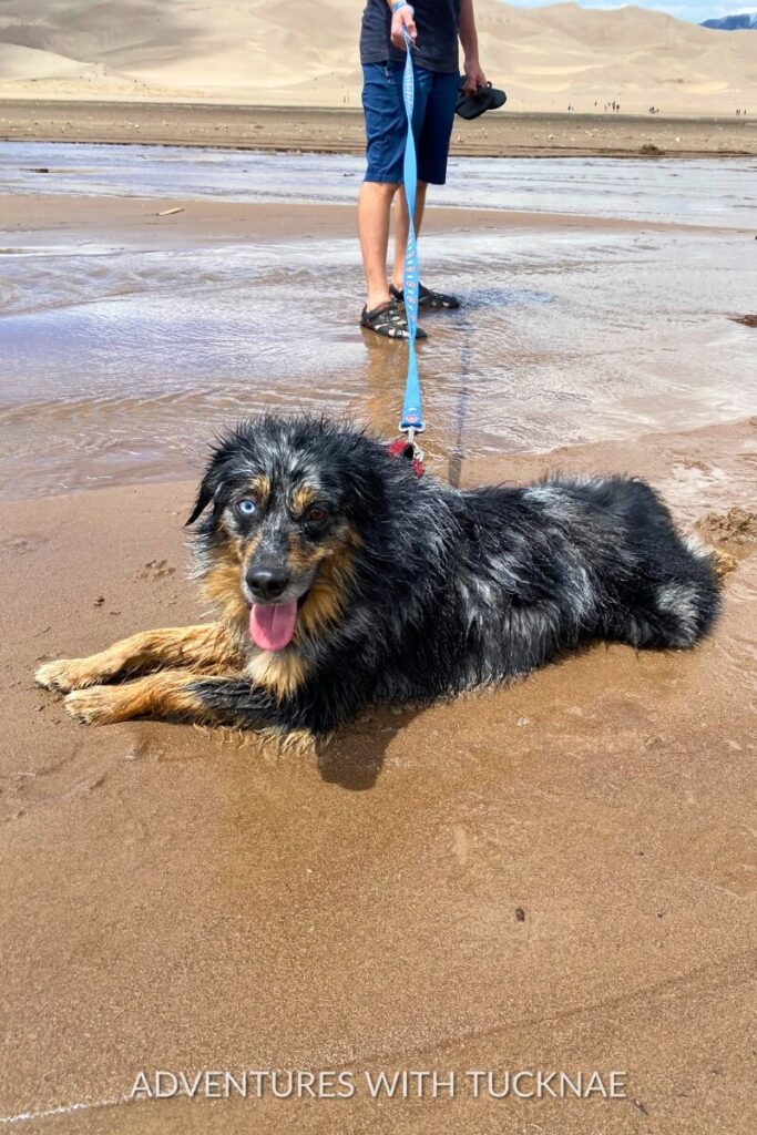 Cap lying in wet sand with his leash held by a person, enjoying the vast sand dunes at Great Sand Dunes National Park.