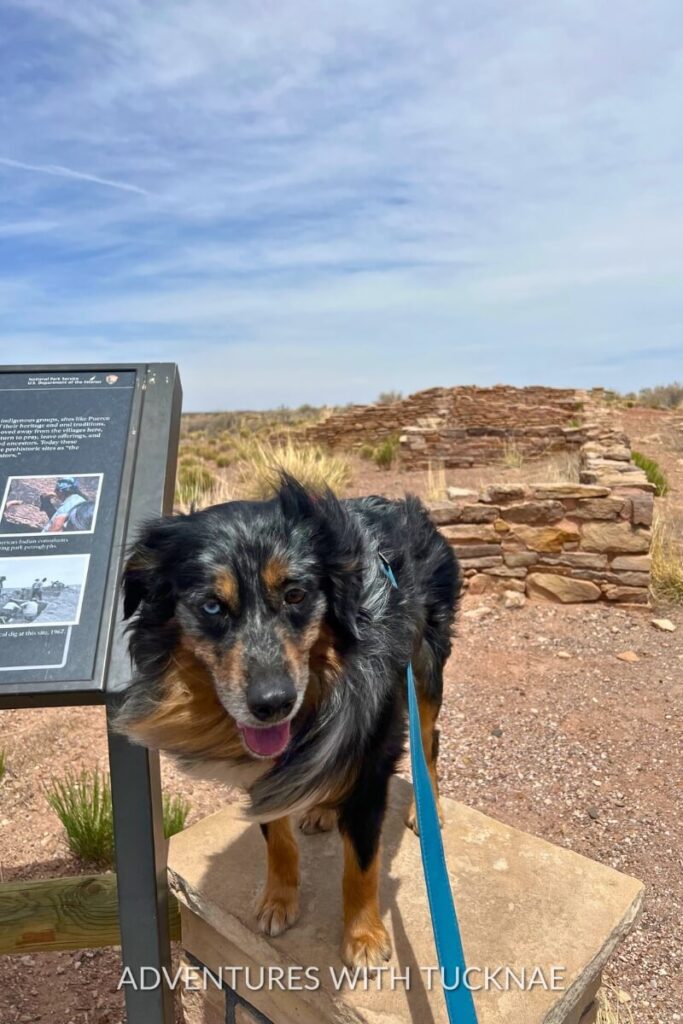 Cap standing by an informational sign with ancient ruins in the background at Petrified Forest National Park.