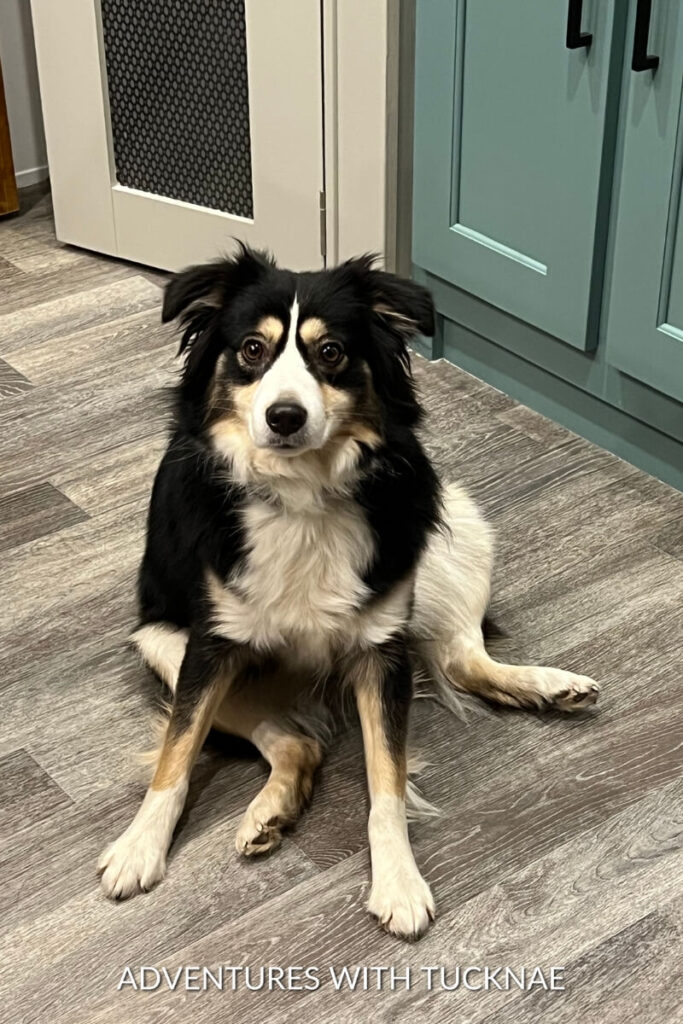 Marvel, a black and white Australian Shepherd sits on a kitchen floor, looking directly at the camera.