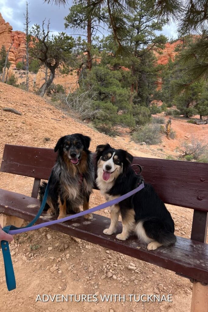 Two dogs, Cap and Marvel, sit on a wooden bench during a hike in a scenic rocky area with trees in the background.