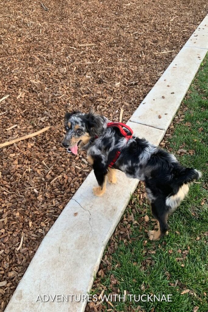 Cap stands on a park pathway bordered by mulch and grass, wearing a red harness and looking excited.