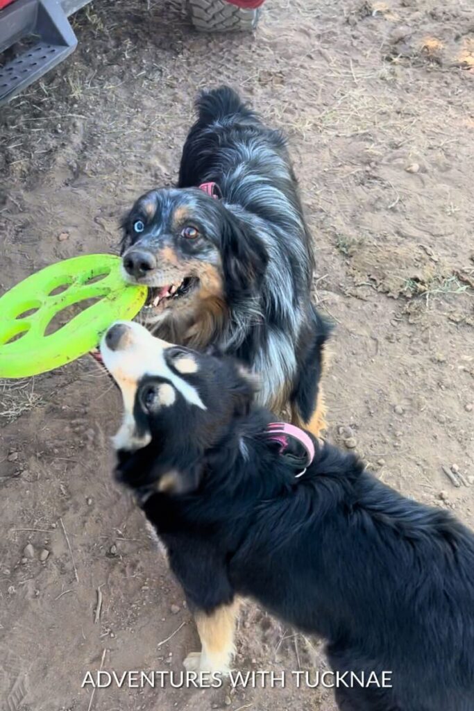 Cap and Marvel play tug-of-war with a green frisbee, standing on dirt ground near a vehicle.