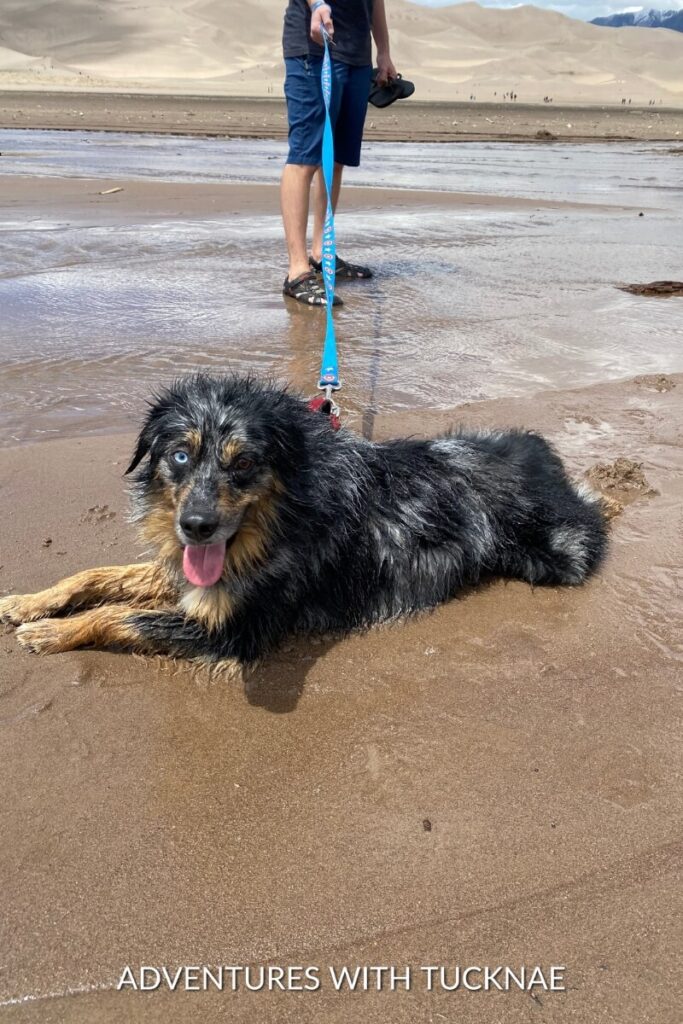 Cap lays happily on wet sand at the beach, on a leash held by Tucker, with sandy dunes in the background.