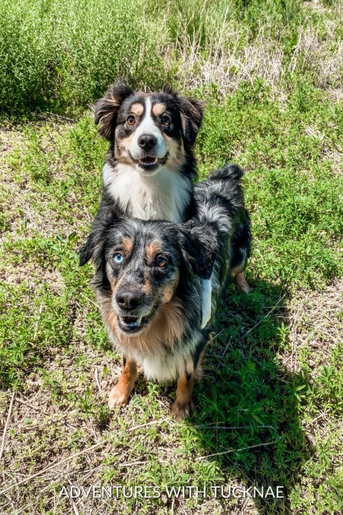 Marvel and Cap stand in a lush green field, both looking at the camera with happy expressions.