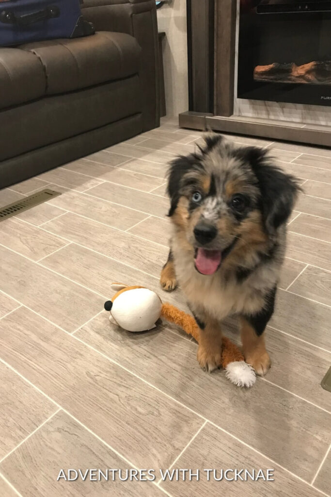 Cap, a blue merle puppy, sits on the floor inside an RV, happily posing with a plush toy in front of him.