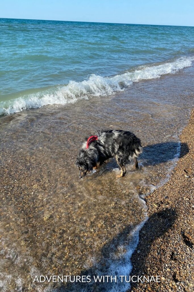 Cap, wearing a red harness, explores the shoreline with gentle waves lapping at the sandy beach.