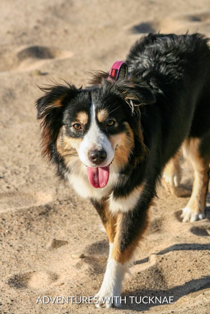 Marvel walks on a sandy beach, panting happily with a pink harness on.