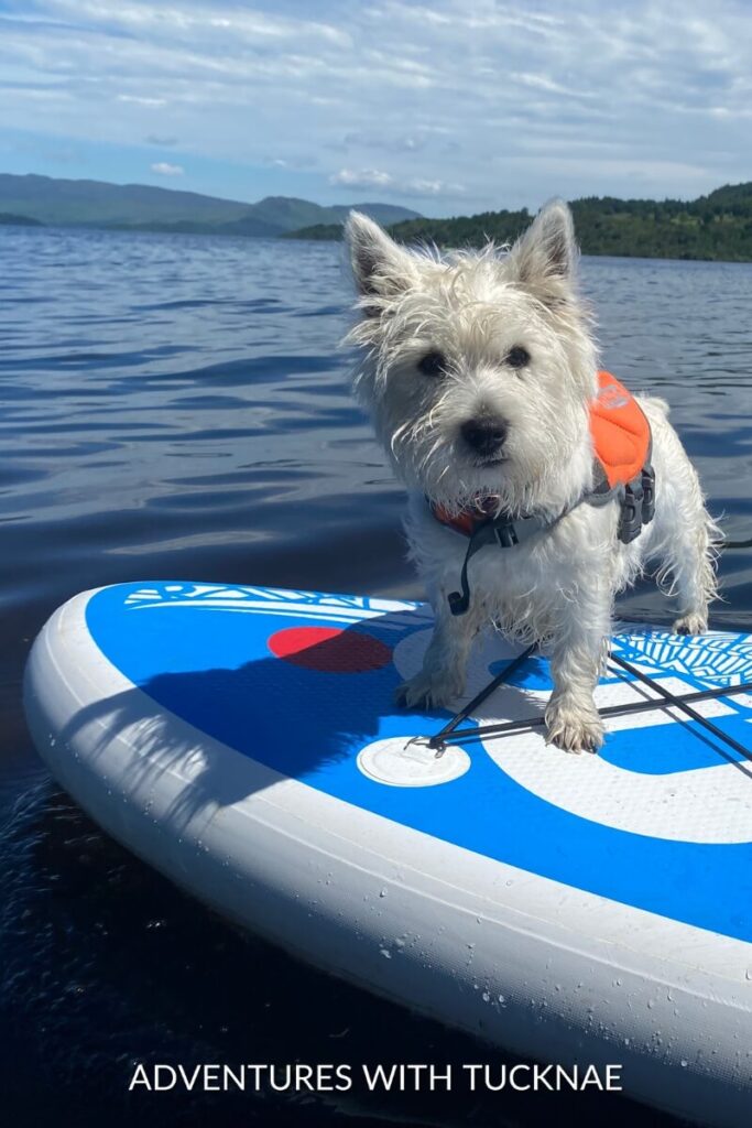 A small white terrier named Scout wears an orange life jacket while standing on a paddleboard on a serene lake.