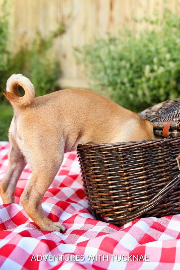 A puppy named Buddy has his head inside a picnic basket on a checkered blanket, with his curly tail in the air.