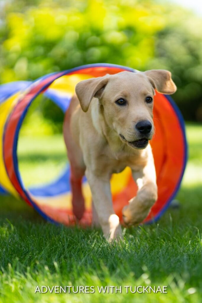 A Labrador puppy named Max runs through a colorful tunnel on the grass, looking playful and energetic.