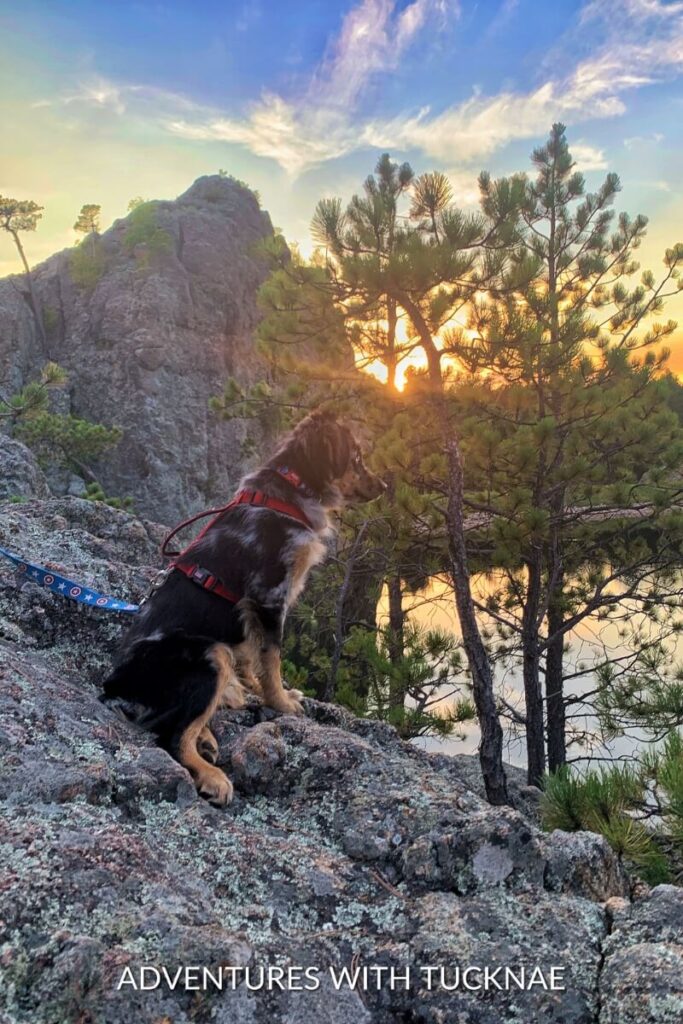 Cap sits on a rocky ledge overlooking a beautiful sunset with trees and mountains in the background.