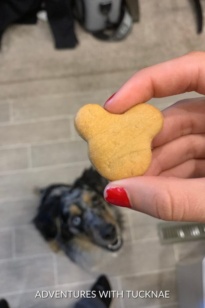 A hand holding a dog treat shaped like a bear head, with Cap eagerly looking up at the treat from the floor.