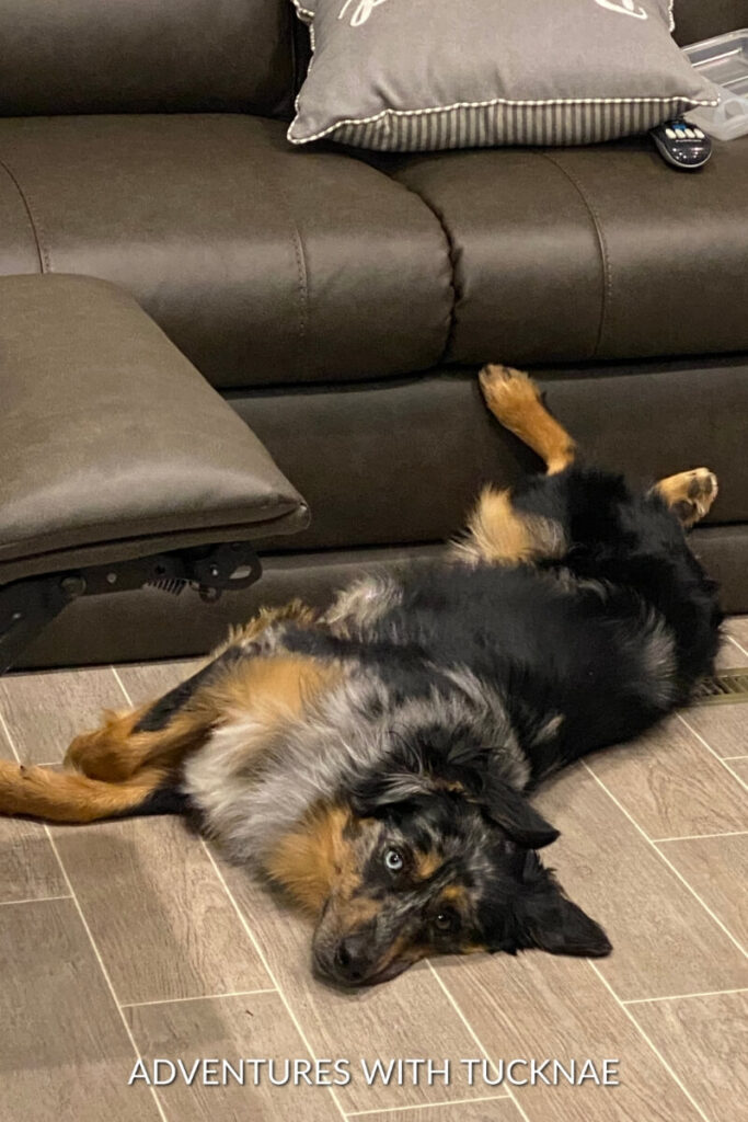 Cap, an Australian Shepherd, lies on his back on the floor next to a brown couch, looking up with one blue and one brown eye.