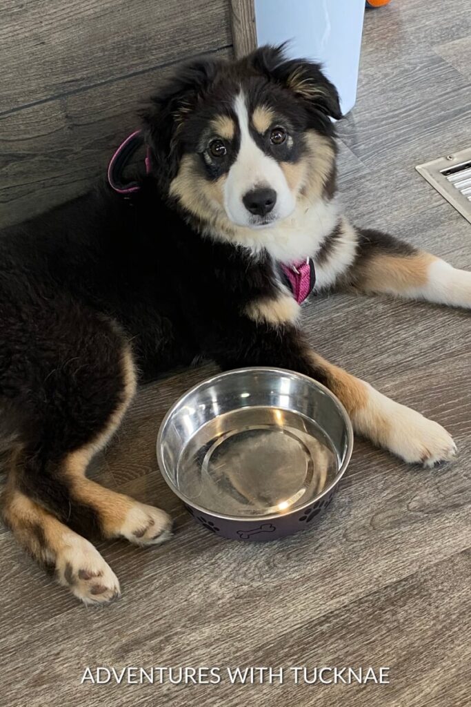 Marvel, a fluffy black, white, and tan puppy, lies next to a metal water bowl on a wooden floor.