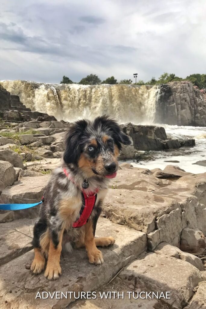 Cap, an Australian Shepherd, sits on rocks in front of a cascading waterfall, wearing a red harness.