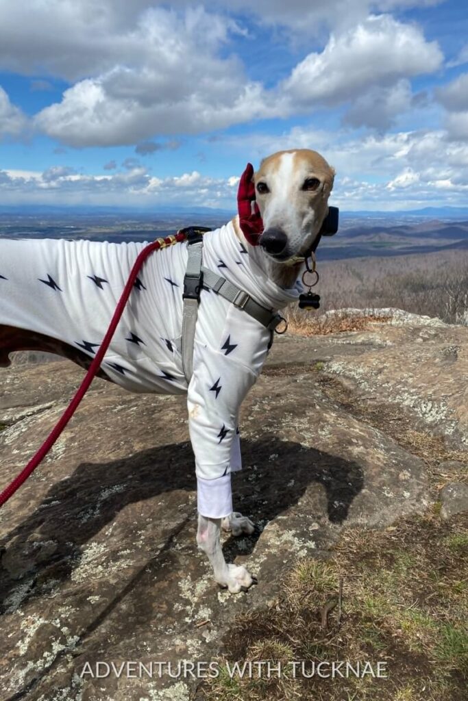 Carson, a greyhound wearing a white outfit with lightning bolt patterns, stands on a rocky outcrop with a scenic view of rolling hills and cloudy skies in the background at Shenandoah National Park.