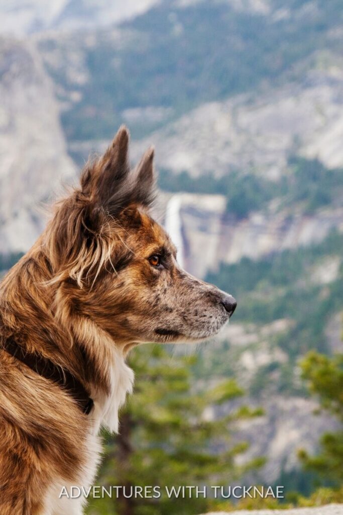 A close-up side profile of a brindle dog, named Rocky, with a majestic waterfall in the blurry background at Yosemite National Park.