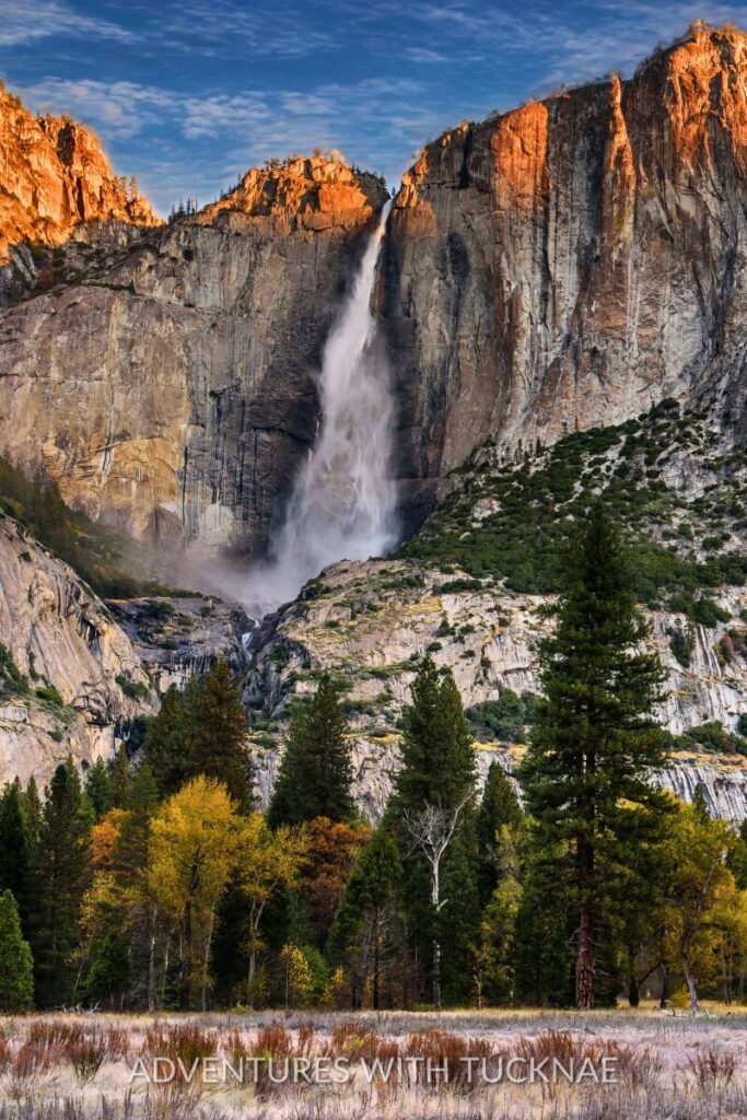 Upper Yosemite Falls cascades down a granite cliff face into a forested valley, surrounded by tall evergreens and a few trees showing yellow autumn leaves.